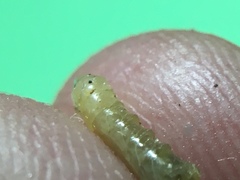 Musca