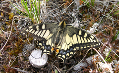 Papilio machaon aliaska