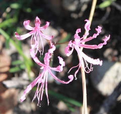 Nerine humilis
