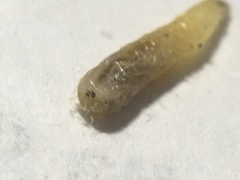 Musca