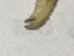 Musca