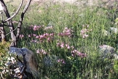 Nerine humilis