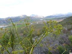 Anginon difforme