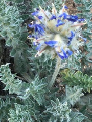 Oxytropis splendens