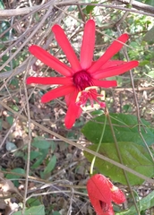 Passiflora araujoi