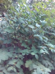 Symphoricarpos albus