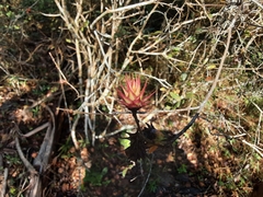 Ochna gamostigmata