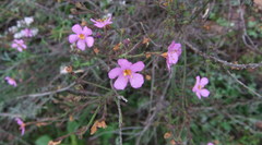Chaenostoma subnudum