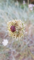 Graphosoma
