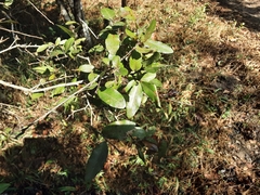 Ochna gamostigmata