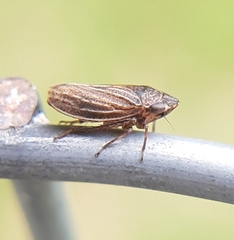 Anoscopus flavostriatus
