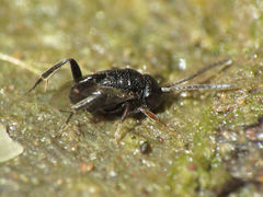 Brachygaster minuta