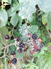Rubus hirtus
