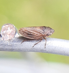 Anoscopus flavostriatus