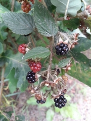 Rubus hirtus