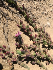 Mesembryanthemum dinteri