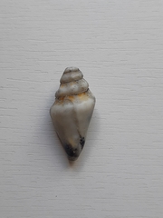 Gastropoda