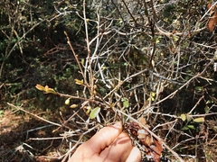 Ochna gamostigmata