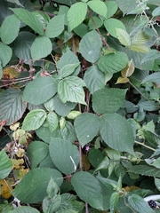 Rubus hirtus