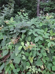 Rubus hirtus