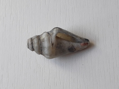 Gastropoda