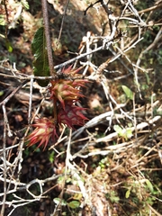 Ochna gamostigmata