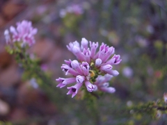 Phylica lachneaeoides