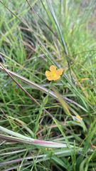 Hypericum silenoides