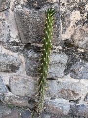 Austrocylindropuntia subulata