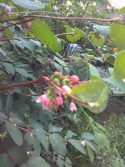 Symphoricarpos albus