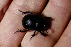 Anoplotrupes stercorosus