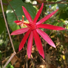 Passiflora cristalina