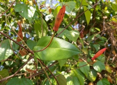 Passiflora cristalina