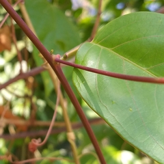 Passiflora cristalina