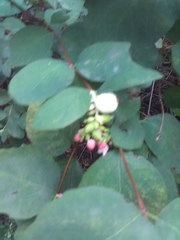 Symphoricarpos albus