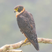 Orange-breasted Falcon - Photo (c) nat_bio_wild, some rights reserved (CC BY-NC)
