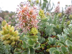 Paranomus roodebergensis