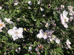 Eriocapitella × hybrida