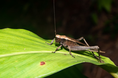 Eneoptera nigripedis
