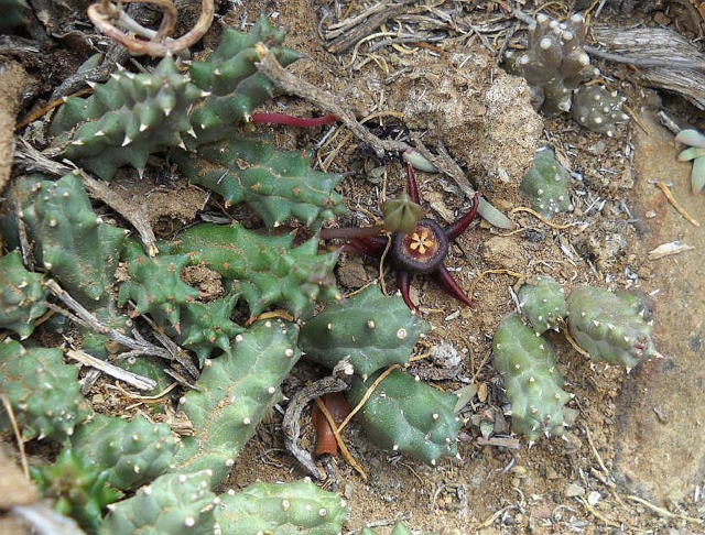 Stapelia radiata Sims