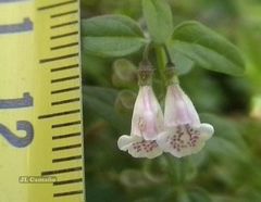 Scutellaria minor