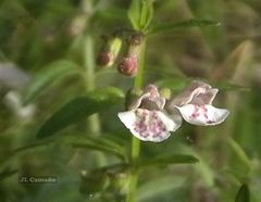 Scutellaria minor