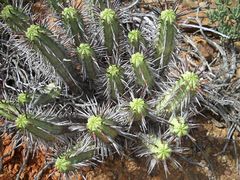 Euphorbia heptagona