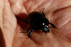 Anoplotrupes stercorosus