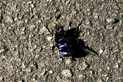 Anoplotrupes stercorosus