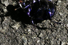 Anoplotrupes stercorosus