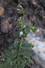 Phacelia viscida albiflora