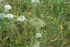 Seseli annuum