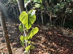 Cissus fragilis