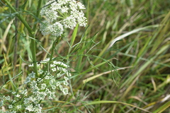 Seseli annuum